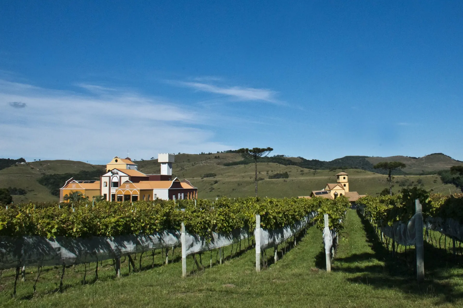 Divulgação Leone Di Veneza